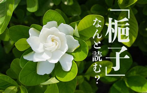 字子花|「梔子」はどんな花？ 花言葉は？ 読み方や由来も紹。